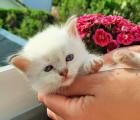 Katze Kater Heilige Birma Kitten